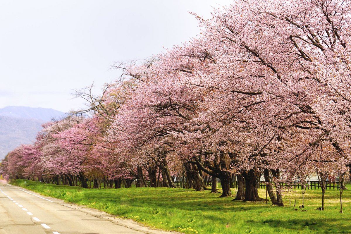 🌸 유슌 사쿠라 로드 (유슌 사쿠라 로도) 이미지 8
